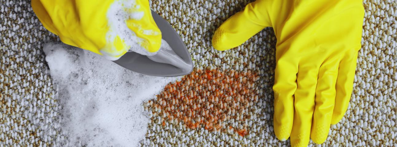 Morning Light Carpet Cleaning