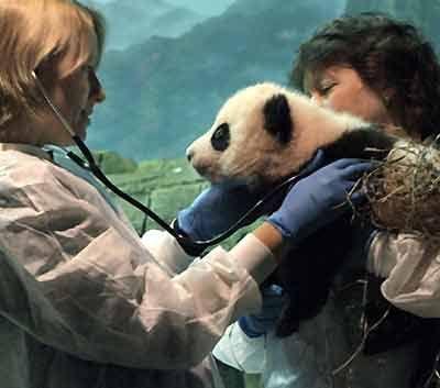 Wildlife Removal Oklahoma City