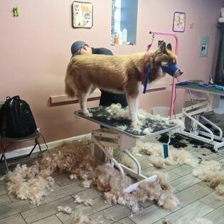 Dog-E Stylez Grooming Salon