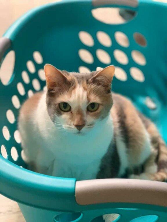 Countryside Animal Hospital