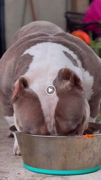 Venomline Pocket Bullies