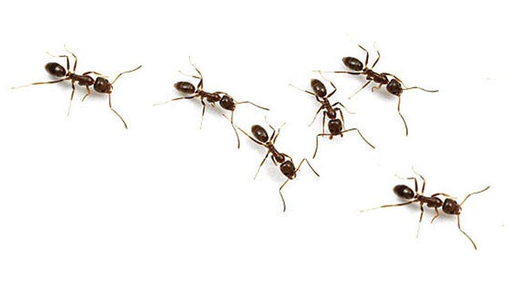 All About Bugs Termite & Pest Control, Inc