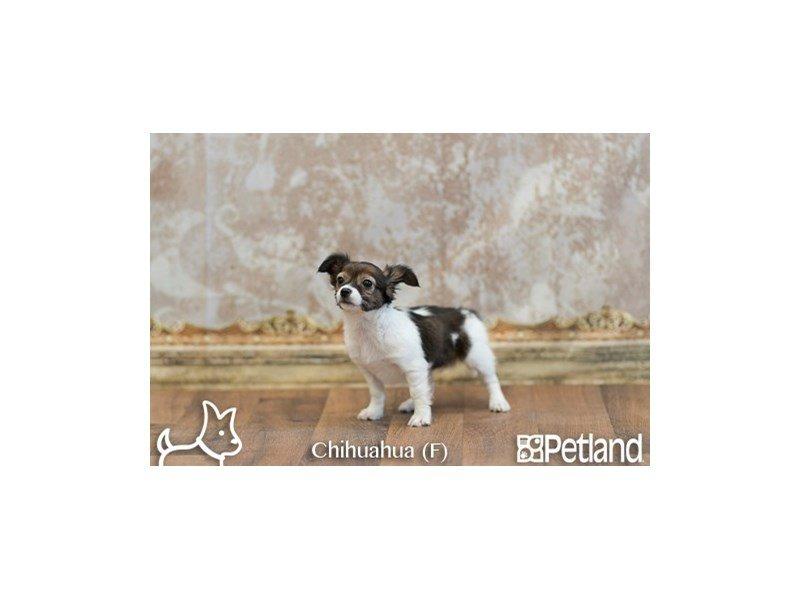Petland Florence