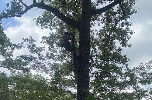 Perfectly Trimmed Palms