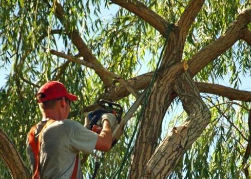 SRQ Tree Care & Removal Service