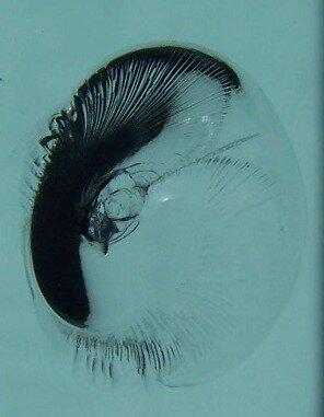 Glass Technology Windshield Repair