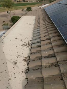 Bacman Pest Control & Pigeon Removal