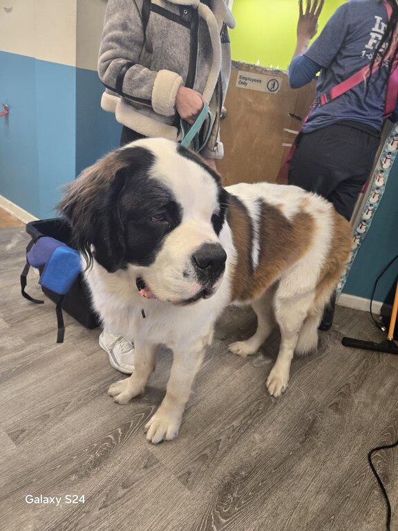 In N Out Pet Services