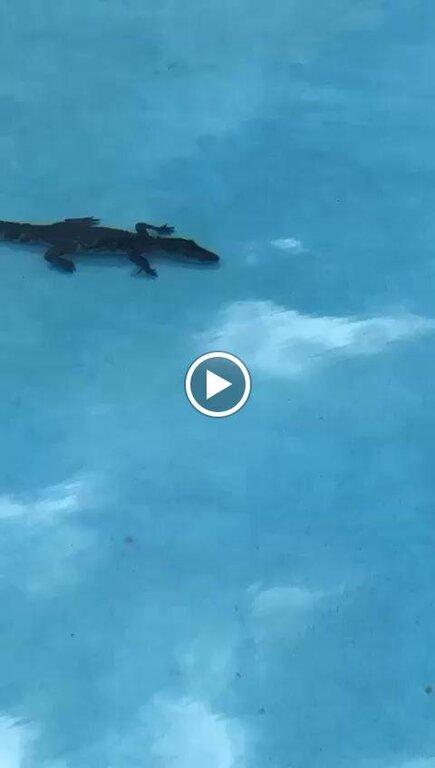 Jeff's Pool & Spa Service