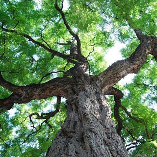 Services d'arbres Christian Denis