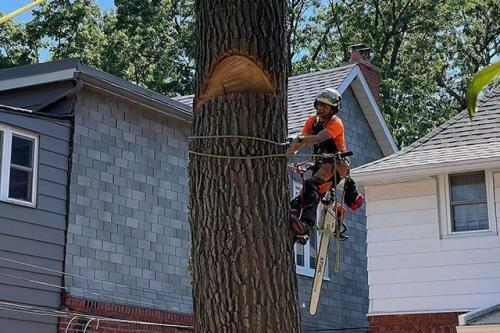 Vista Tree Management