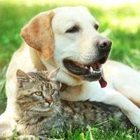 Romaine Creek Veterinary Center