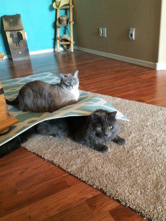 Denise's Home Sweet Home Pet Sitting