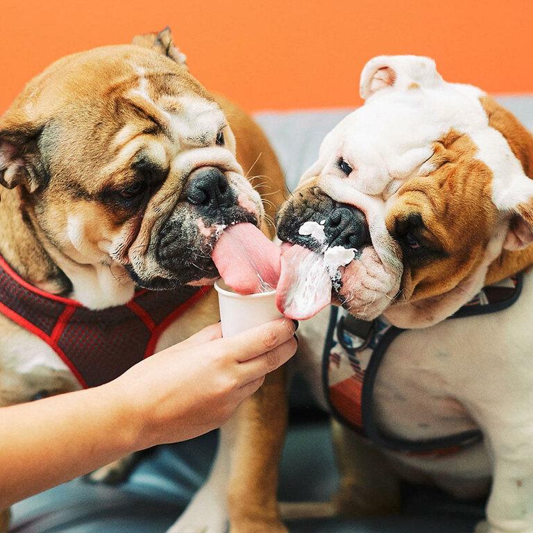 Petvet365 Pet Hospital Clermont/Winter Garden