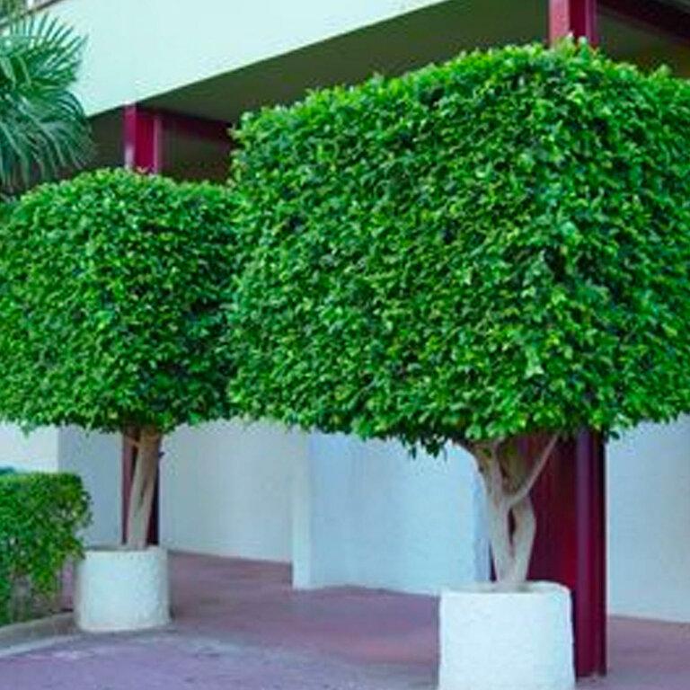 Landscaping the Economic