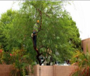 Souliere & Son Tree Specialists