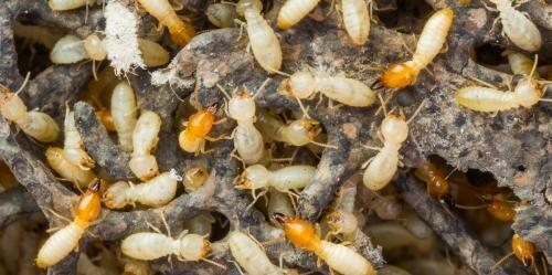 Varsity Termite and Pest Control