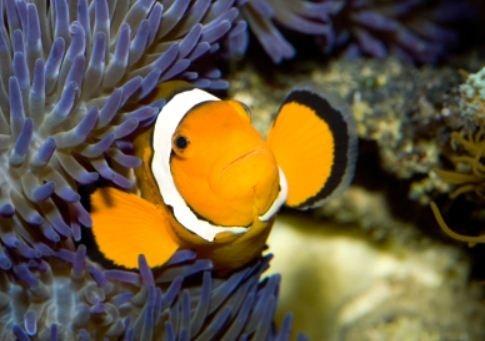 Seascape Designs Inc