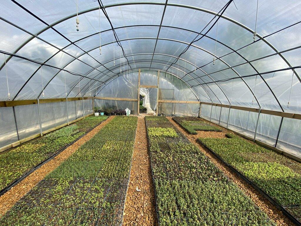 Roxanne's Southern Roots Nursery