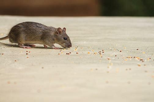 OPC Pest Services