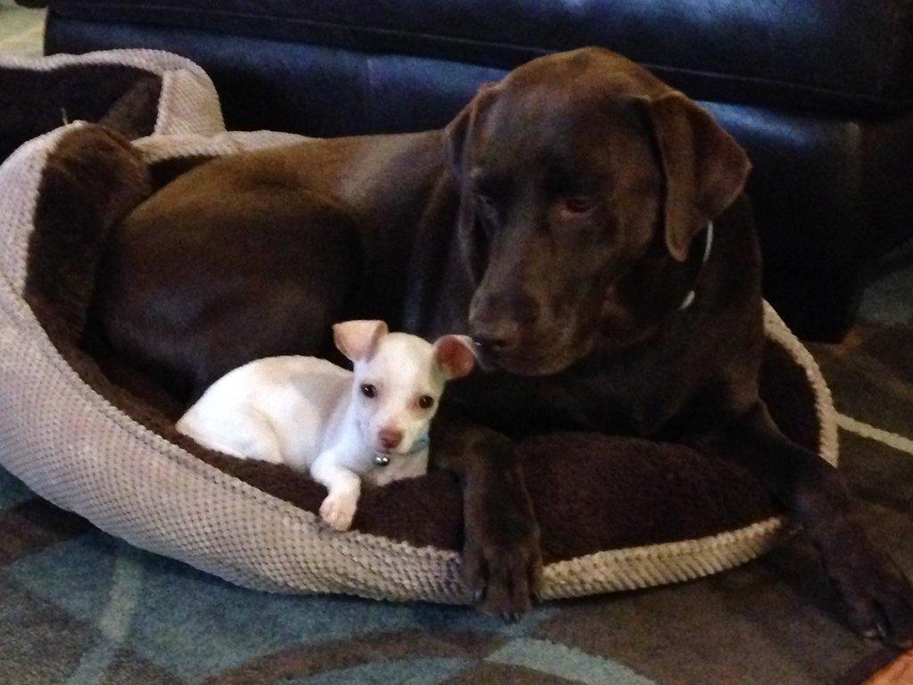 Doggy Connection Mobile Pet Spa