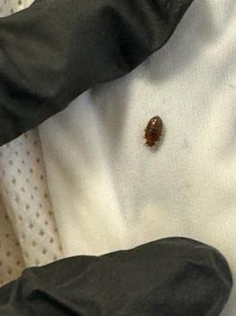 Bed Bug Exterminator Waukesha