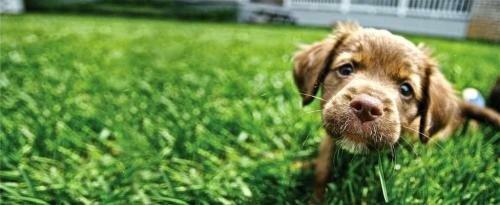 Greenedge Tree + Turf