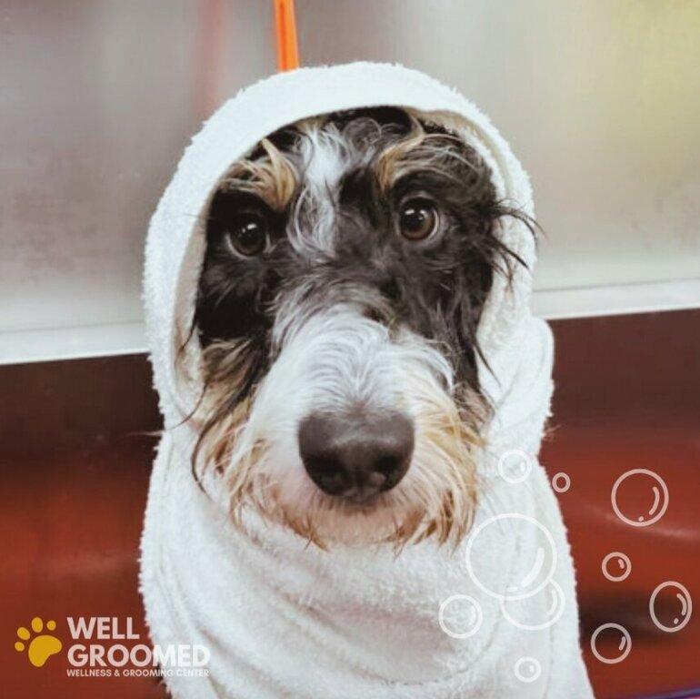 Well Groomed Pets-Raleigh