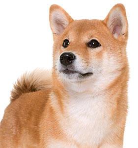 Doodle Scoopers, Inc