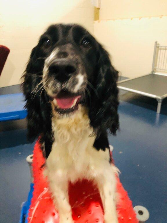 Royal Bark Social Club