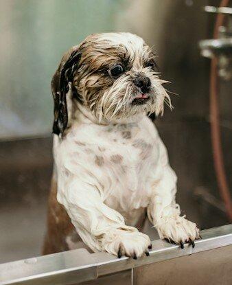 Mad Dawgz Mobile Grooming