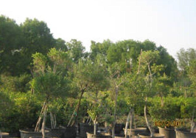 Jean Landess and Sons