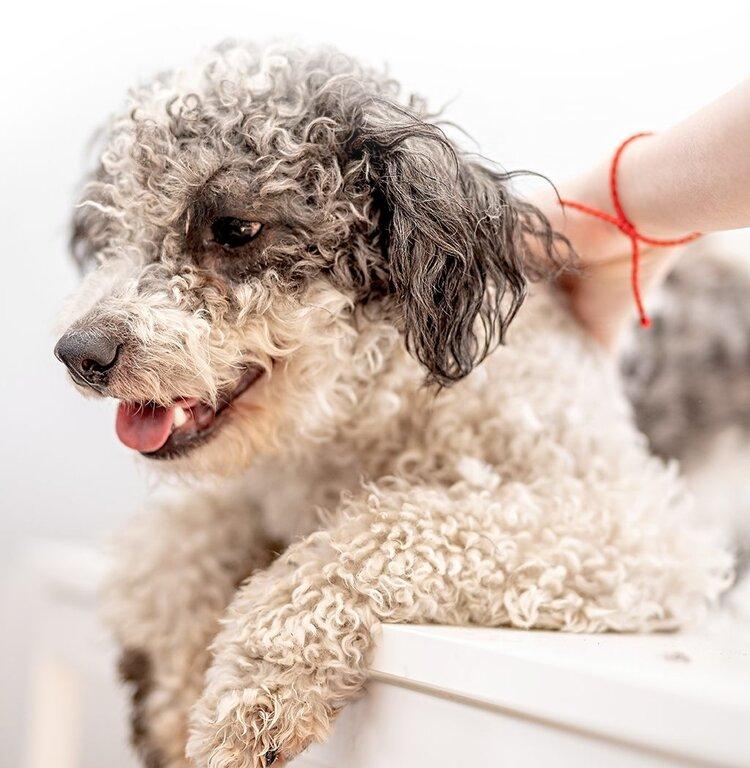 Garden Oaks Veterinary Clinic