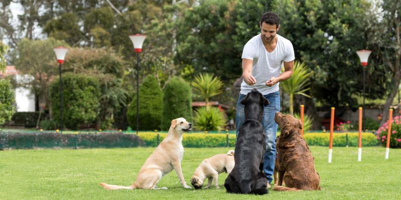 Sublime K9 Training & Boarding