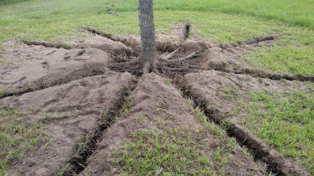 SavATree