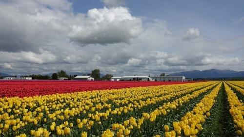 Skagit Valley Tulip Festival