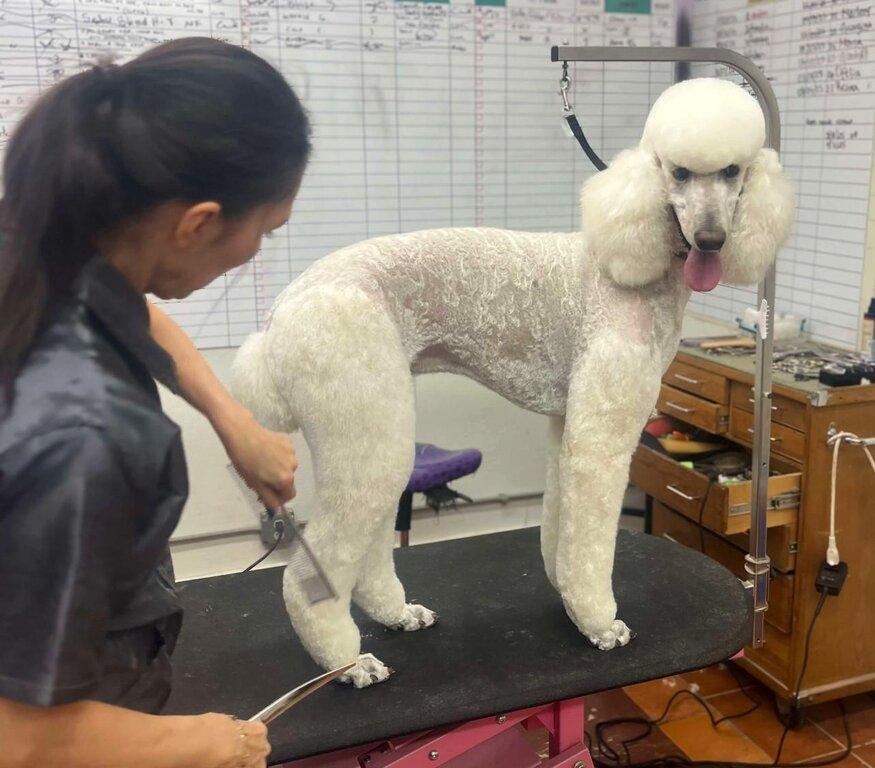 The Dog House Pet Salon