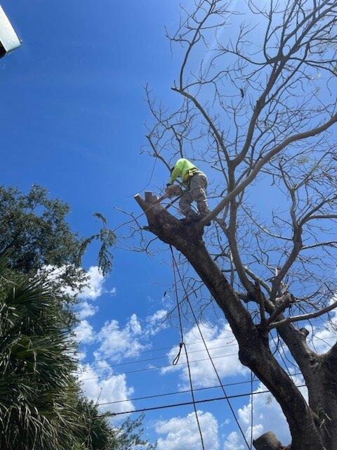 Lcm Lawn And Tree Service