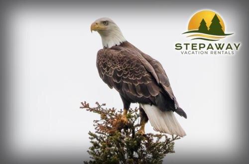 Stepaway Vacation Rentals