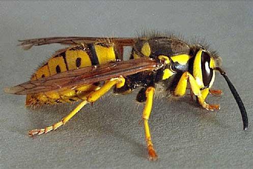 The Bee Hunter