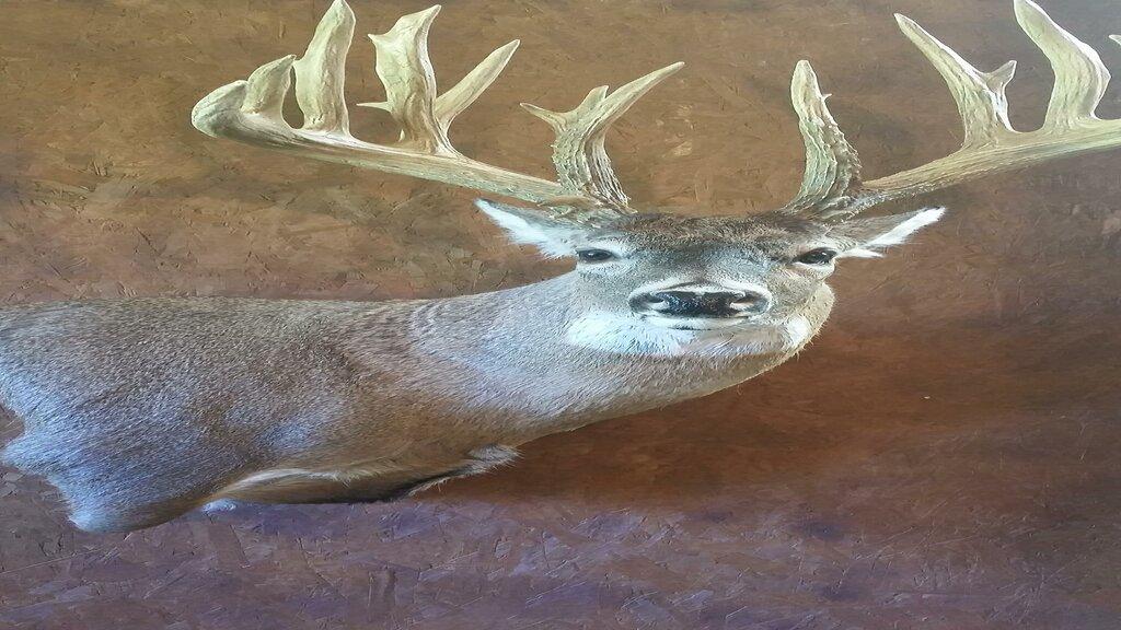Skutt's Wildlife Taxidermy