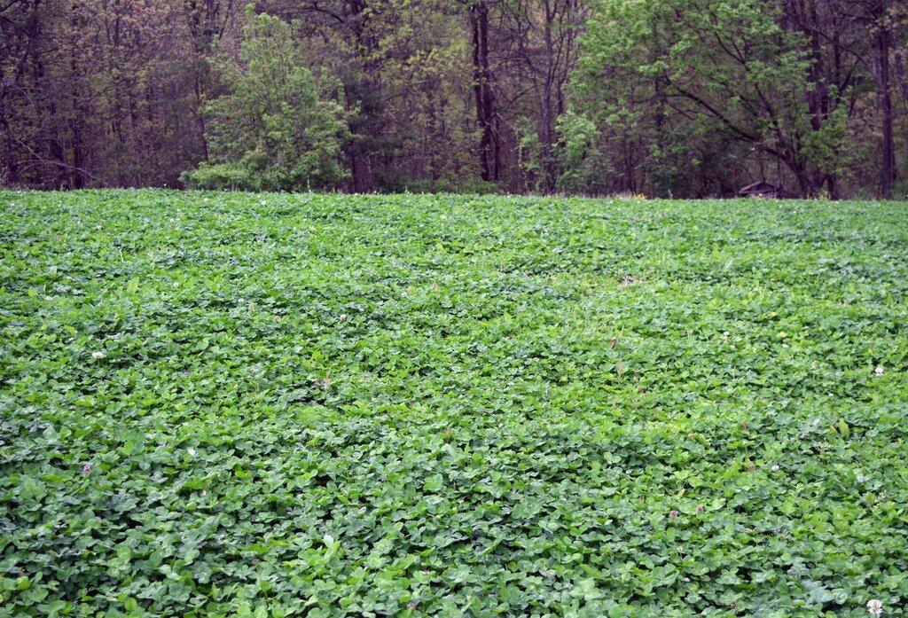 Back 40 Land Management