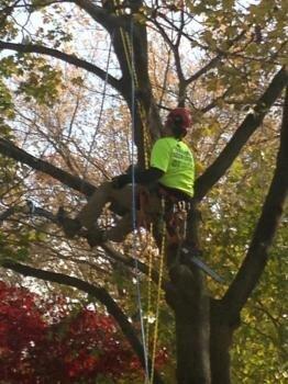 Hamlett's Tree Service