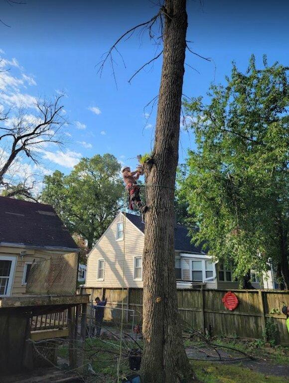 Allison Tree & Landscaping