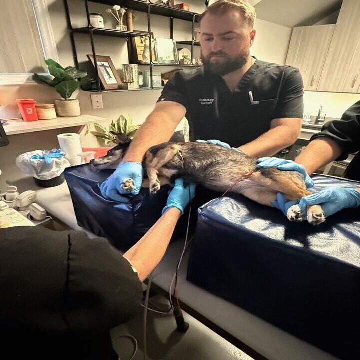 Carolina Veterinary Mobile Radiology Inc