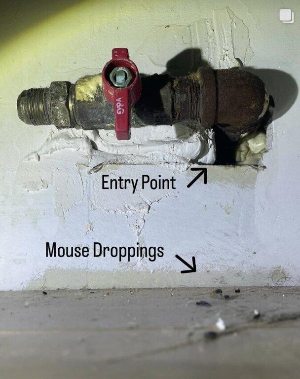 Magic Touch Exterminating and Wildlife Control