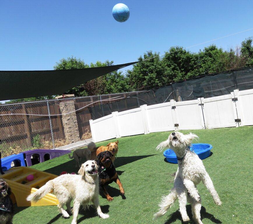 Club Pet Resorts Dia