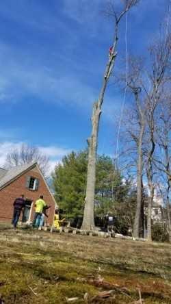 JV Strong Tree Service