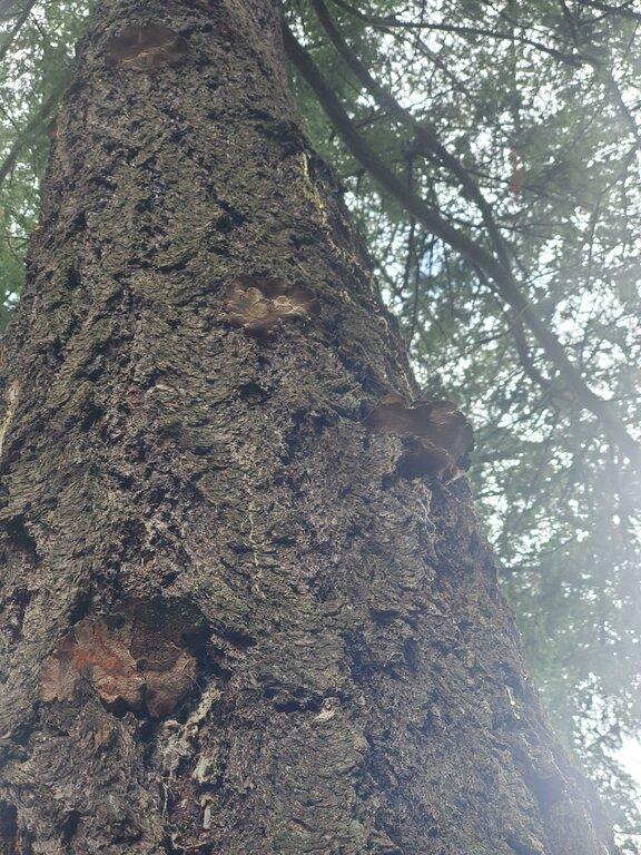 Tree Talk Arbor Society