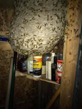 Affordable Bio Control Pest Management